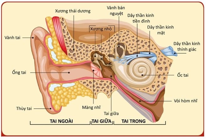 Cấu trúc của hệ thống tiền đình