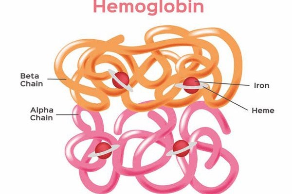 Cấu tạo của hemoglobin (gồm 2 loại chuỗi globin và thành phần có sắt)