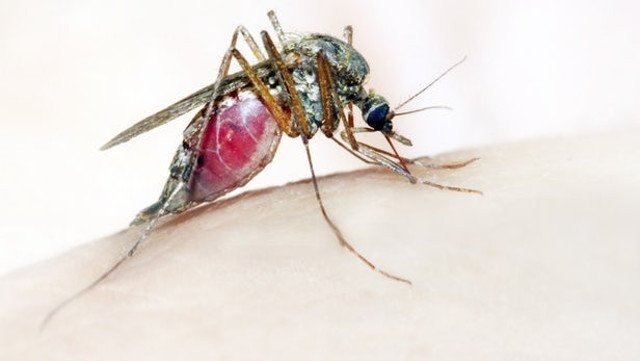 Bệnh sốt rét có thể phòng ngừa được không?