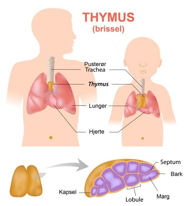 Tuyến ức (thymus) ở trẻ em và người lớn