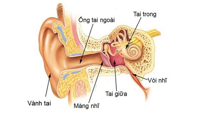 Phân tích 13 cách lấy dị vật trong tai hay nhất