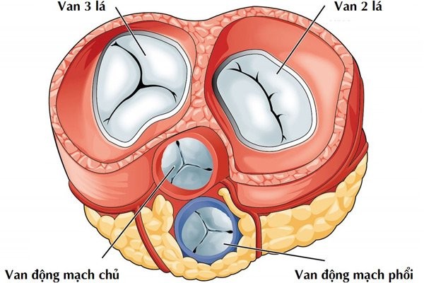 Cấu trúc tim cắt ngang (nhìn từ trên xuống)