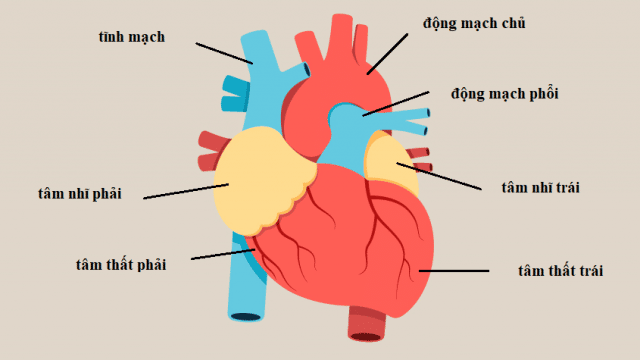 Cấu trúc tim bình thường. 