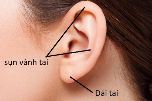Cấu tạo của Sụn vành tai