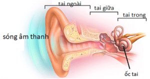 Các phần của tai người