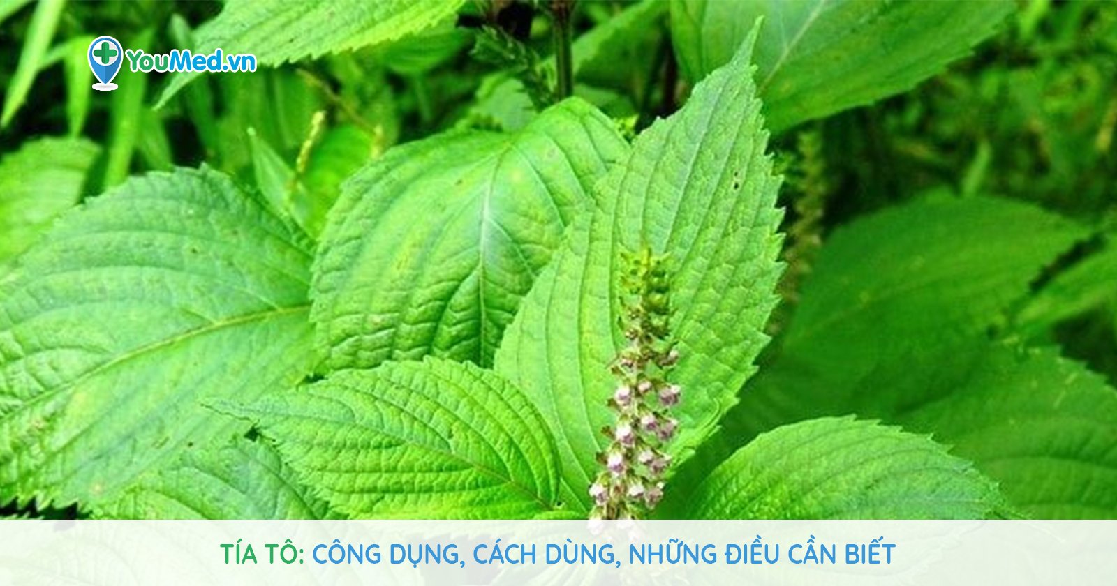 Cây Tía tô: Tác dụng trị bệnh không phải ai cũng biết