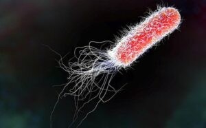 Vi khuẩn E.Coli thường gây nhiễm trùng thận