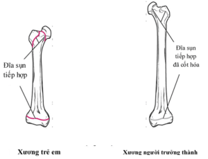Sự phát triển của xương