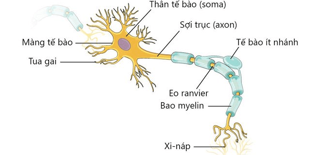Thông tin chung về Hệ thần kinh ngoại biên