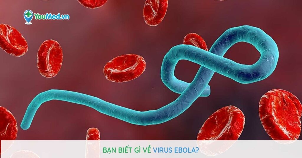 Bạn biết gì về Virus Ebola?