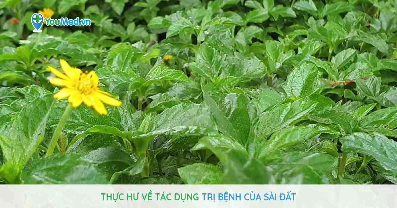 cây sài đất còn gọi là cây gì