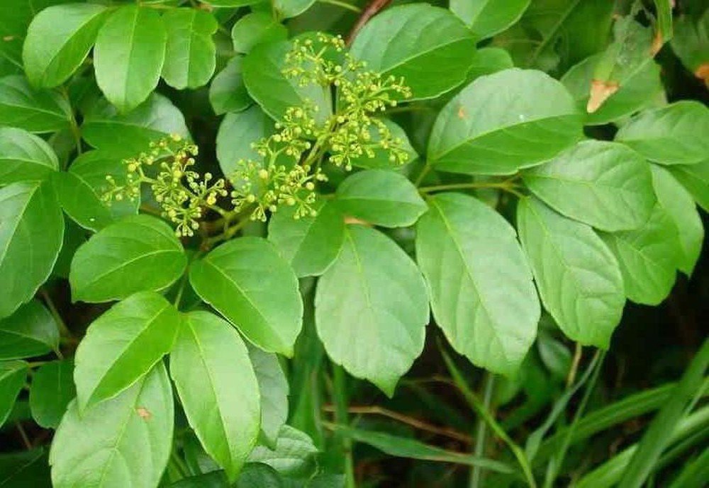 cây Chè dây