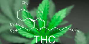 Giống như cần sa, cỏ mỹ cũng tác động lên thụ thể THC, nhưng mức độ mạnh hơn.