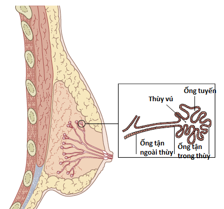 ống tận của tuyến vú