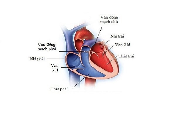 Cấu trúc tim bình thường