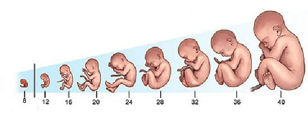 Sự phát triển của thai nhi theo tuần thai