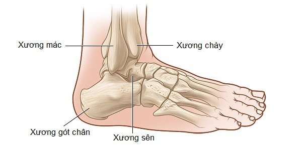 Cấu trúc giải phẫu học vùng cổ chân