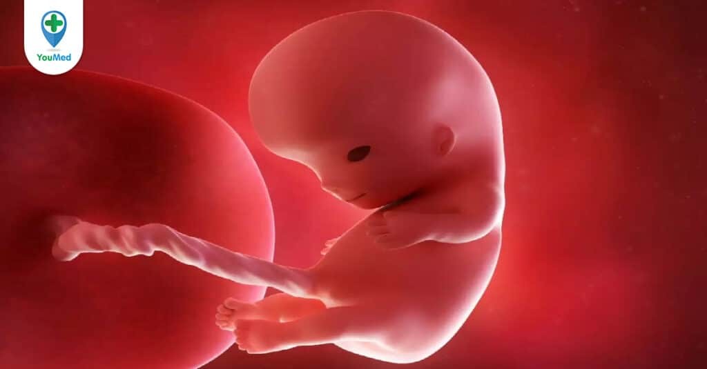 Mang thai tuần 10: Mẹ bầu cần chú ý đến sức khỏe hơn