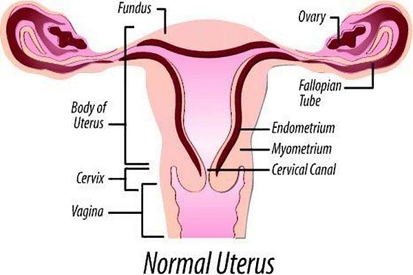 Tử cung ở phụ nữ - Vị trí tử cung khi mang thai