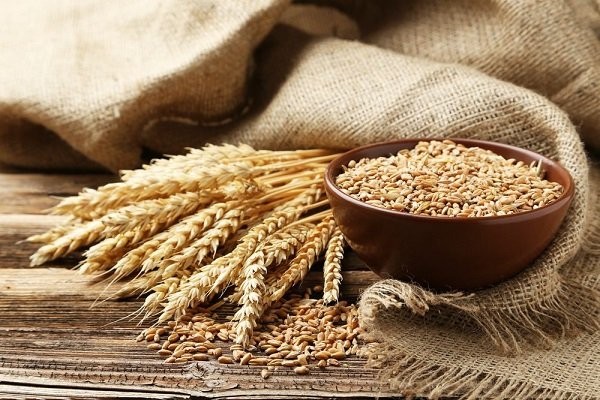 Lúa mì và protein lúa mì