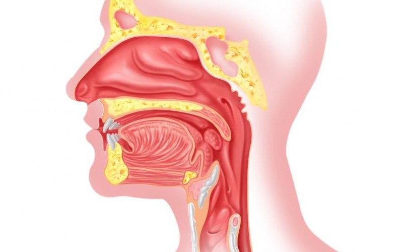 Hình ảnh giải phẫu vùng mũi họng