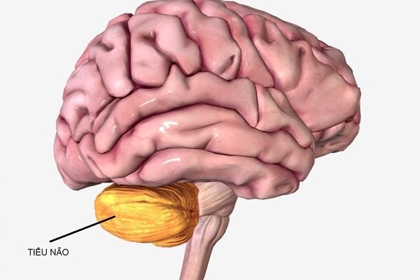 Tiểu não nằm ở phía sau của đầu, giữ chức năng phối hợp vận động và giữ thăng bằng