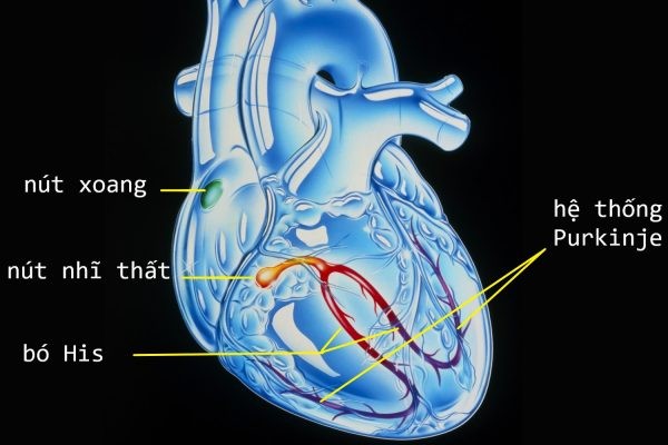 Hệ thống dẫn truyền trong tim