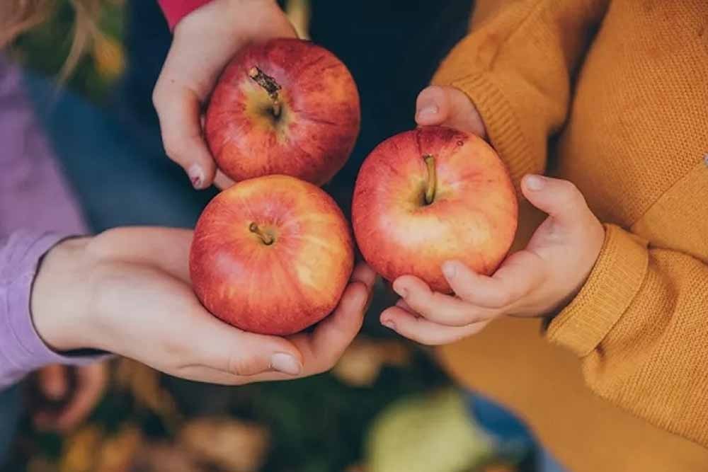 Bên cạnh tốt cho não bộ, quả táo còn ngăn ngừa các bệnh liên quan đến sa sút trí tuệ