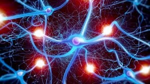 Sự dẫn truyền tín hiệu của các tế bào thần kinh