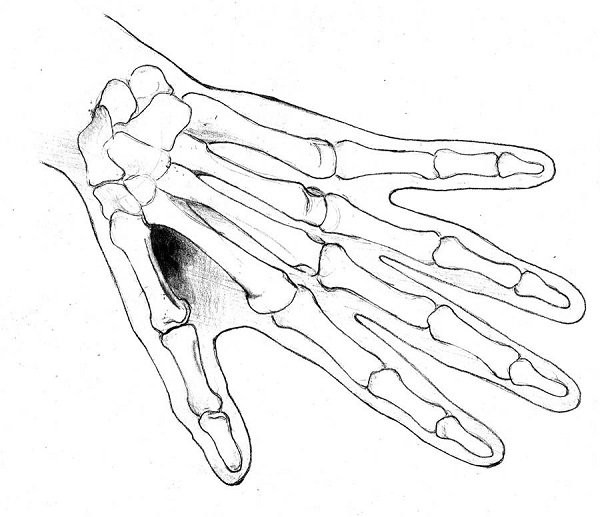 giải phẫu bàn tay
