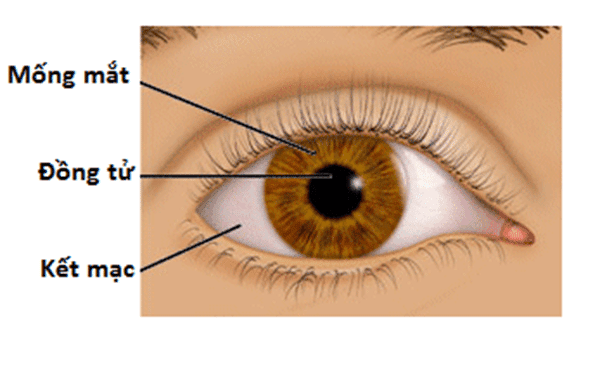 Mống mắt được cấu tạo bởi 2 cơ! Đó là cơ co đồng tử và cơ giãn đồng tử.