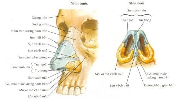 Xương mũi là 2 xương nhỏ nằm ở vị trí 1/3 trên của mũi