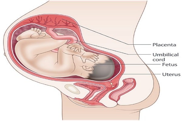 Mang thai tuần 38: Cột mốc đặt biệt khi thai nhi đã vừa đủ tháng