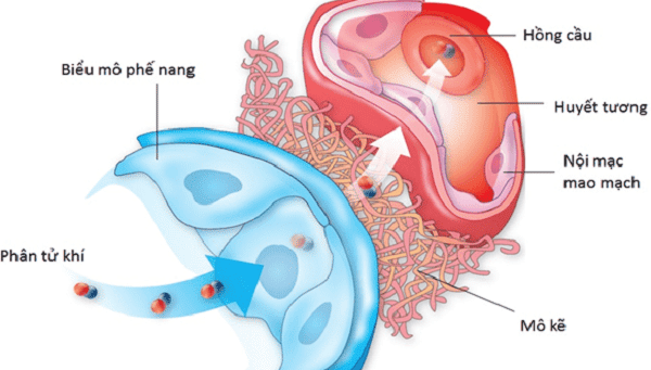 Cấu trúc trên kính hiển vi của phế nang và mao mạch