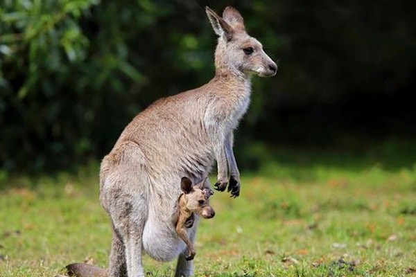 Phương pháp Kangaroo lấy theo loài động vật cùng tên