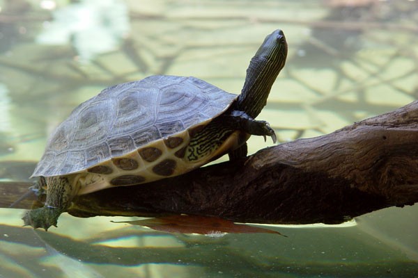 Rùa là loài động vật quen thuộc với con người, tuổi thọ cao