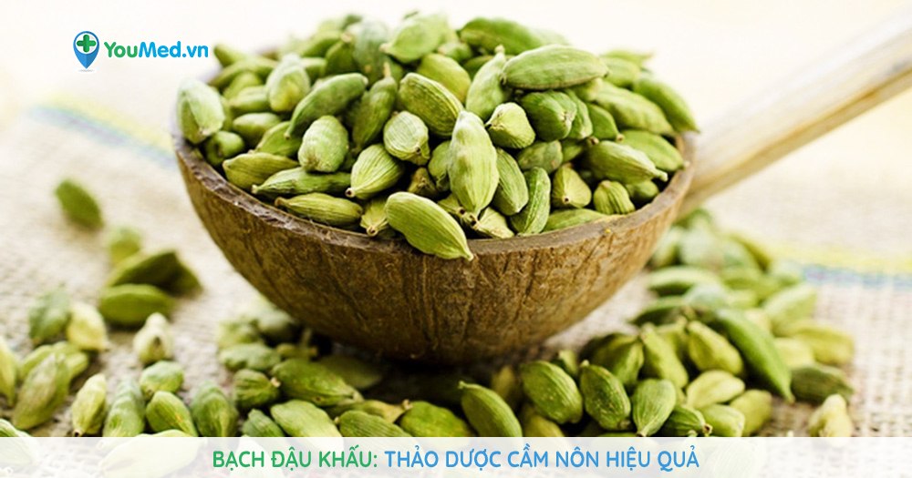 Bạch đậu khấu: Thảo dược cầm nôn hiệu quả