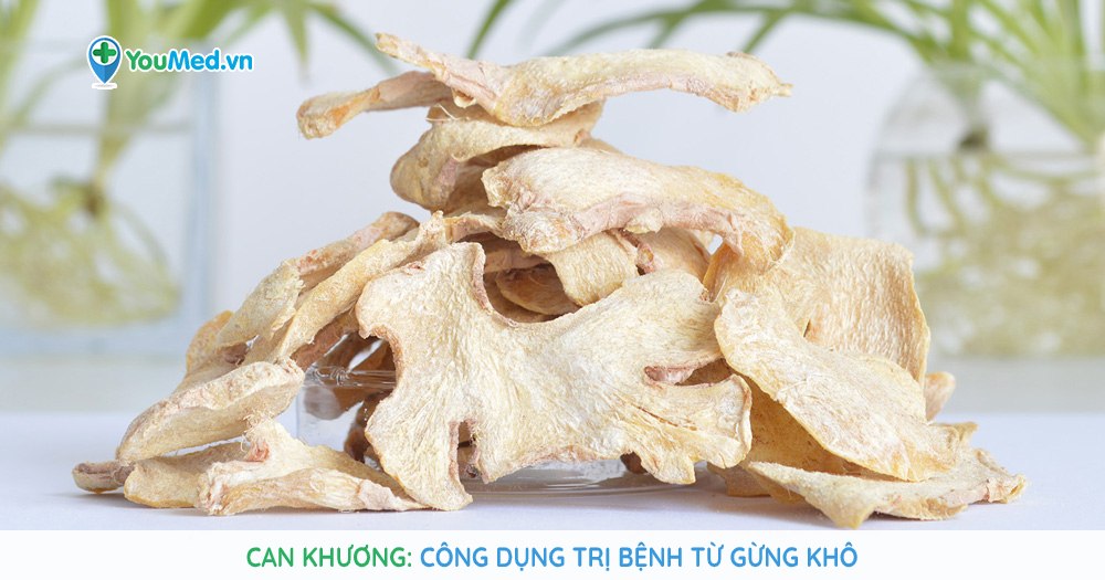 Can khương: Công dụng trị bệnh từ Gừng khô