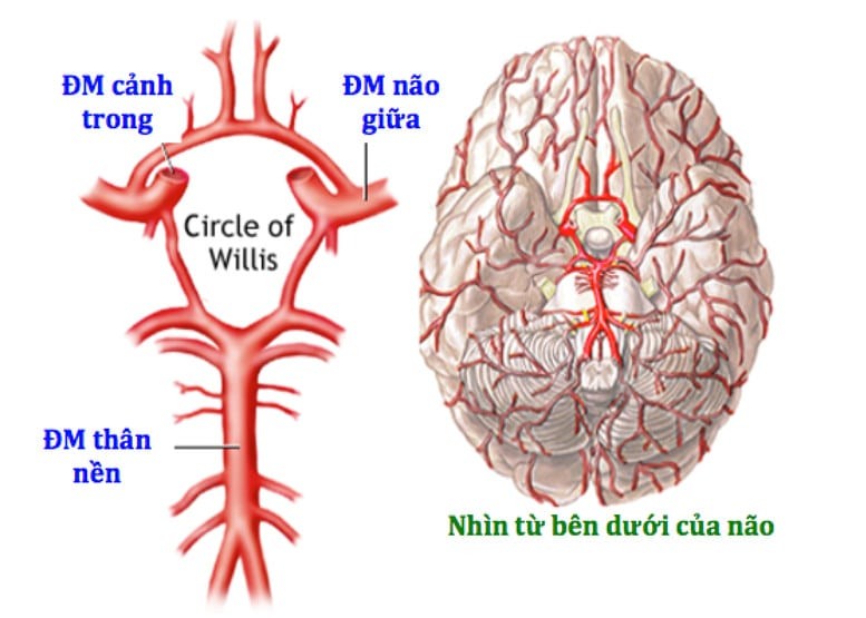 Mạng tĩnh mạch bên ngoài và mạng tĩnh mạch bên trong là hai mạng tĩnh mạch chính của não