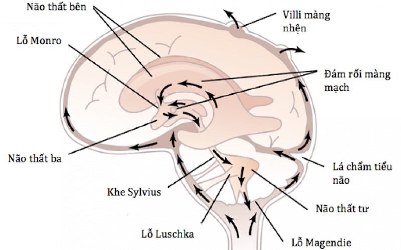 Dịch não tuỷ ở 4 tâm thất của não luôn được thay thế và tái sinh trong khoảng từ 5 - 6 giờ