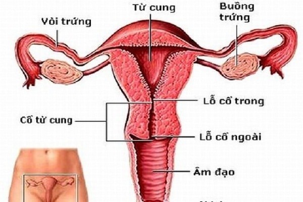 Minh họa hình ảnh tử cung của cơ thể người