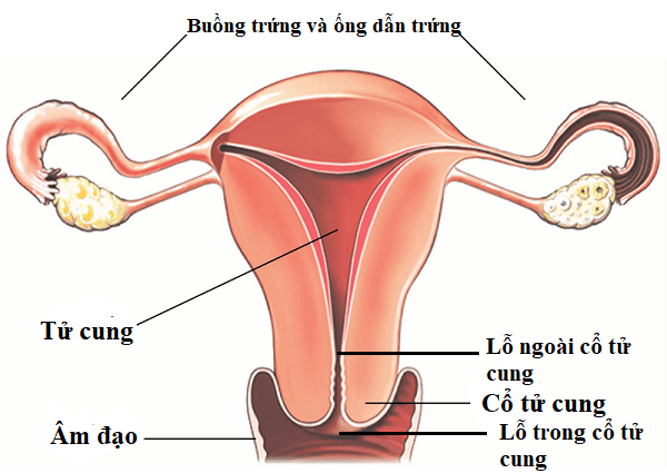 Cổ tử cung là phần nối tử cung và âm đạo có nhiều vai trò trong sức khỏe sinh sản phụ nữ