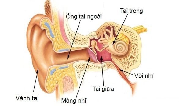 Hình ảnh mô tả tai người