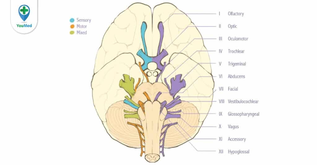 Dây thần kinh sọ: Cấu trúc và chức năng