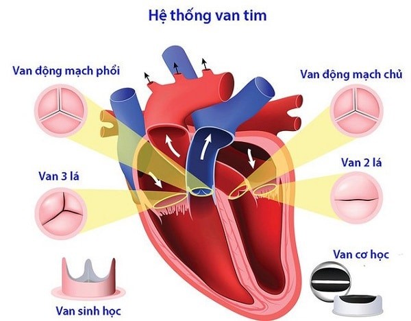 hệ thống van tim
