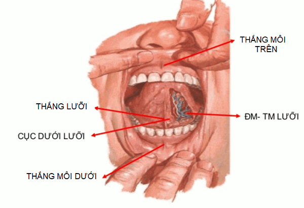 Tổng hợp 95 hình về giải phẫu mô tả khẩu hình miệng  NEC
