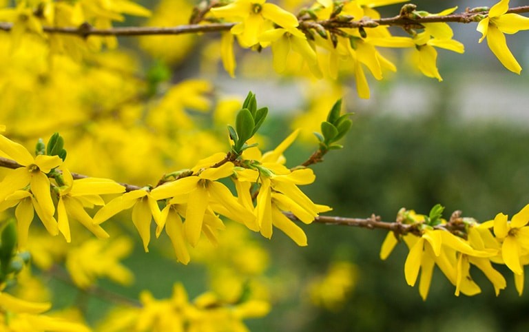 Hoa của cây Liên kiều với màu vàng rực rỡ