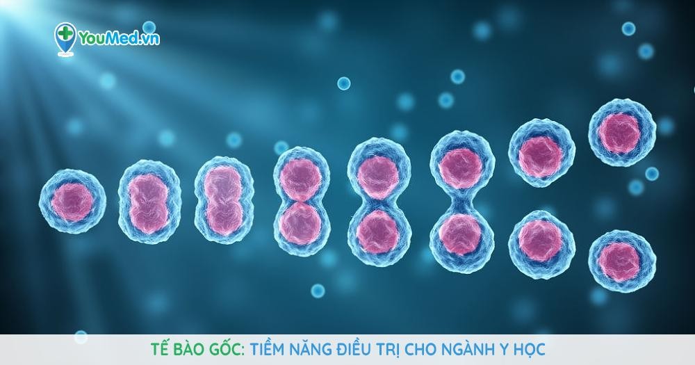 Tế bào gốc: Tiềm năng điều trị cho ngành Y học