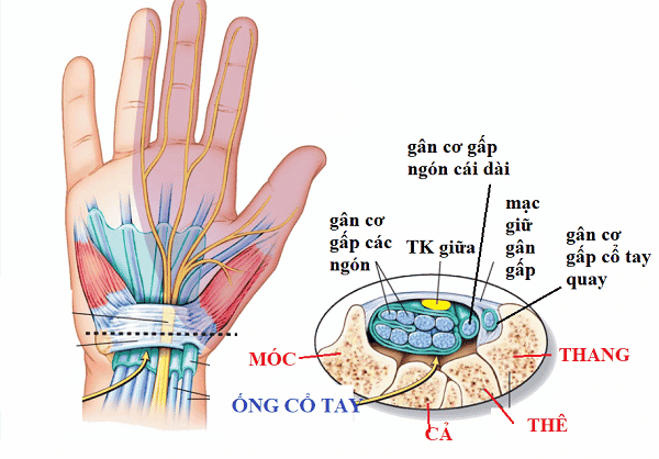 Minh họa một số cơ ở vùng gan bàn tay