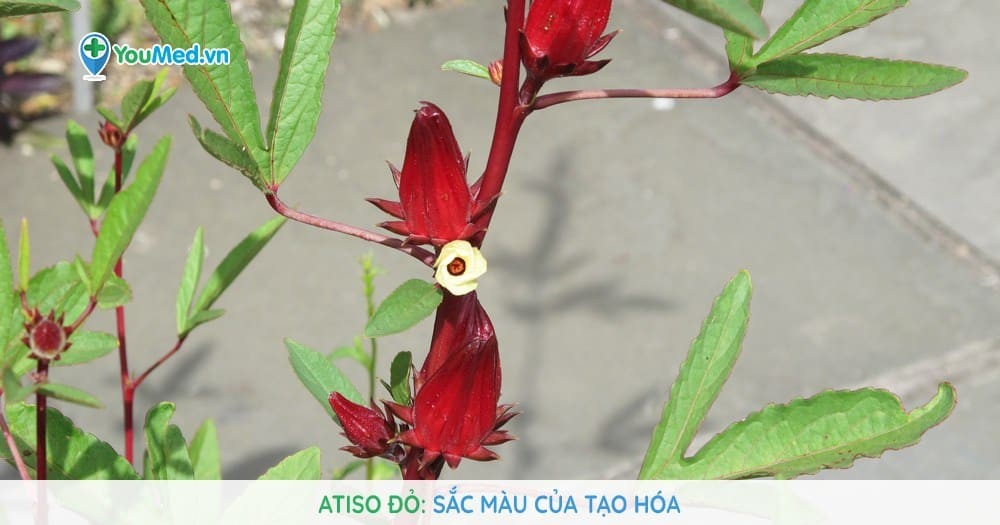 Atiso đỏ: Sắc màu của tạo hóa